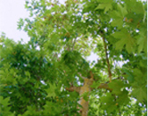 プラタナス樹